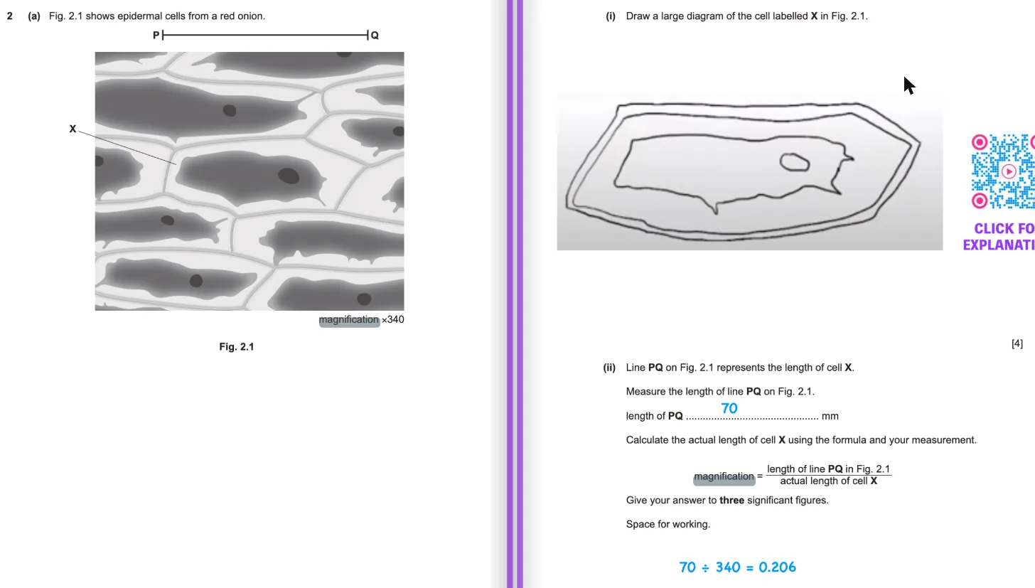 A solved Paper 6 spread from the Chem Bio flipbook: red onion epidermal cells at ×340 with line PQ, a large line drawing of cell X, PQ measured at 70 mm and the actual length calculated as 70 ÷ 340 = 0.206 mm